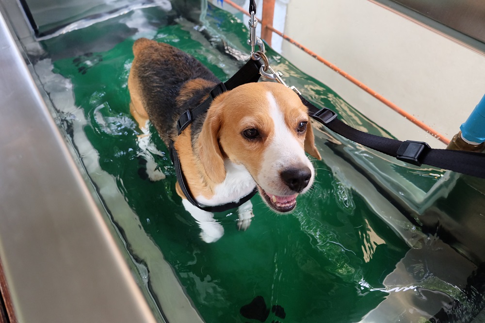 Rehabilitation Therapy  Menomonie, WI 